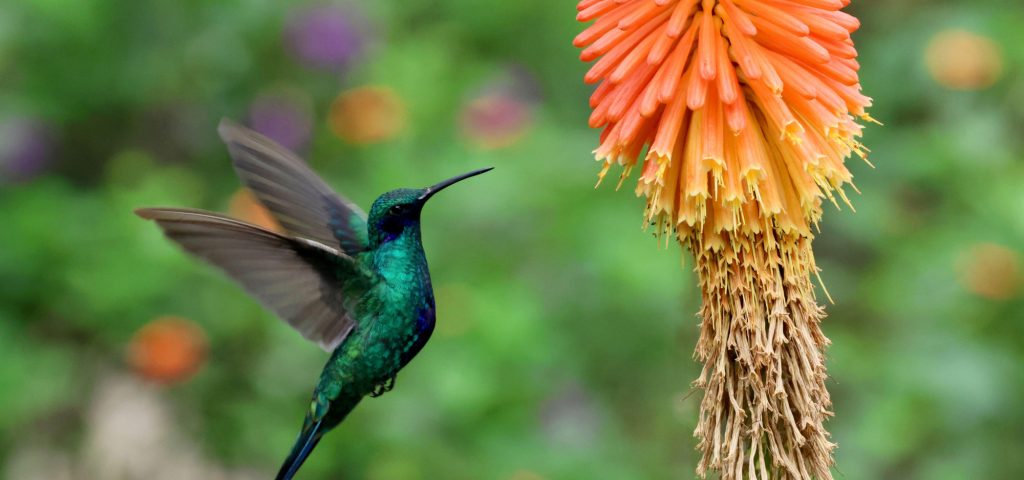 Violeta espumosa (Colibri coruscans)