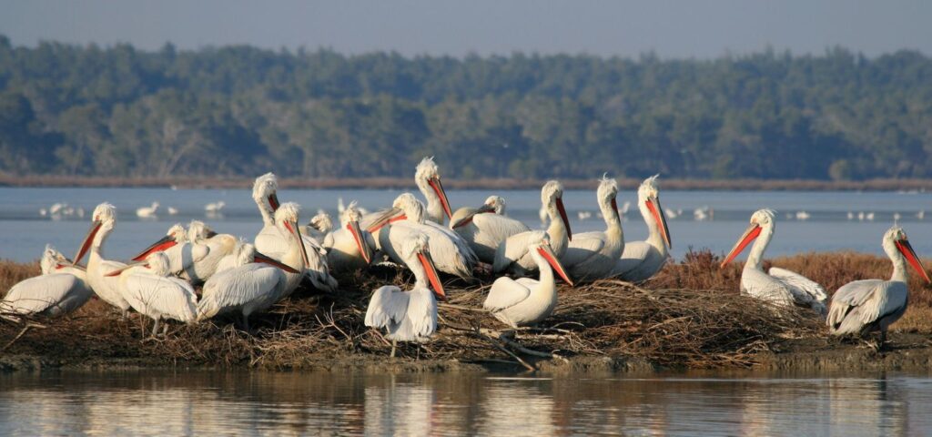 A large group of white pelicans huddle closely together on a small stretch of land in a lake.