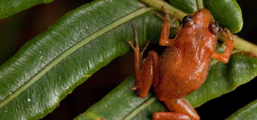 A small orange frog sits on green leaves.