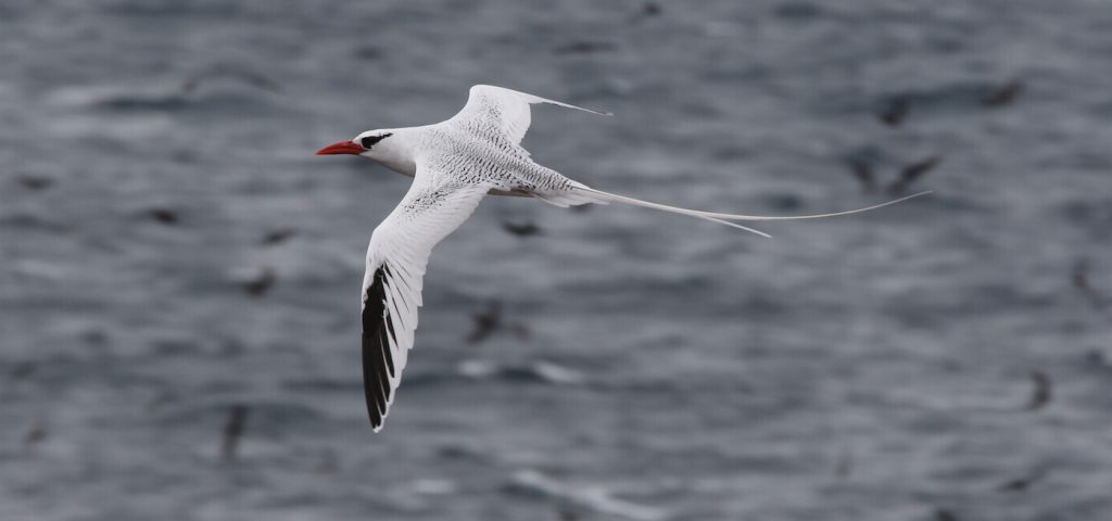 White-and-black bird with red beak flying over ocean.