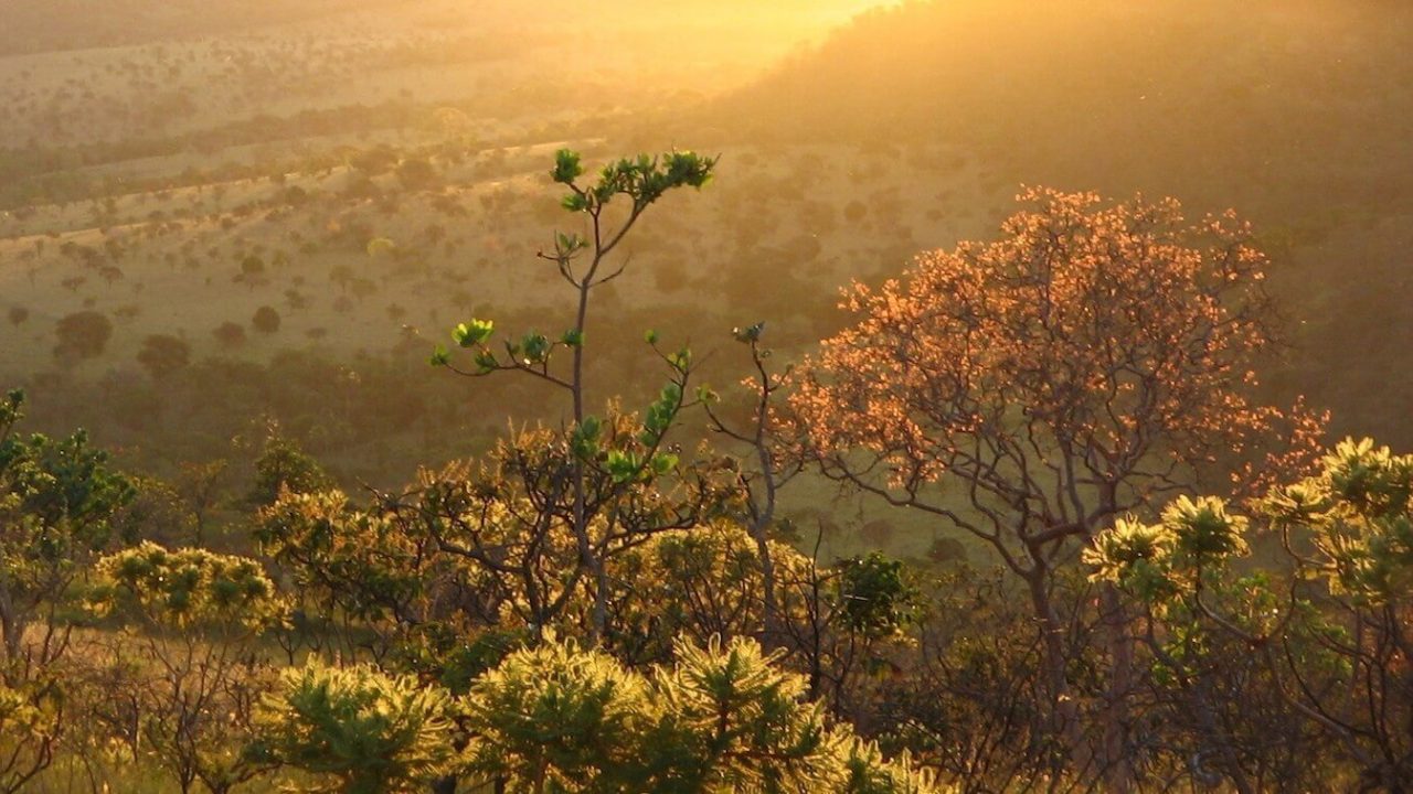 Cerrado landscape at twilight hour.