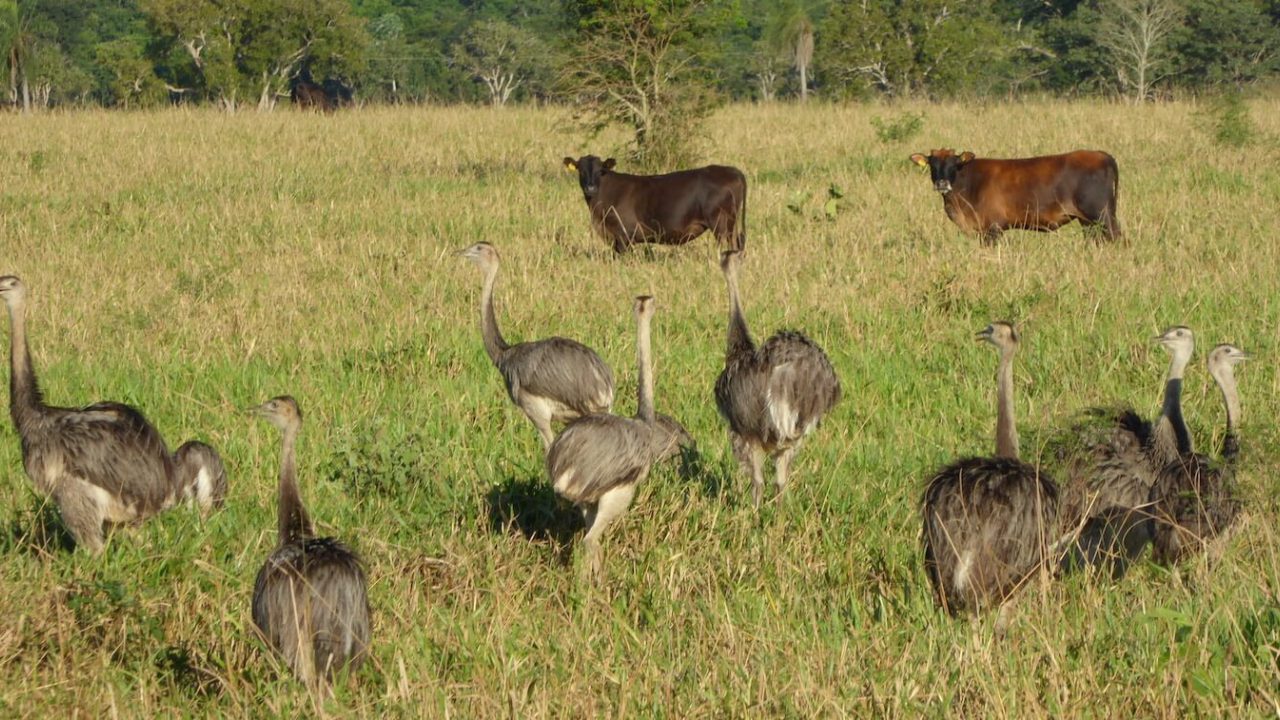 8 autruches et 2 vaches dans un champ.