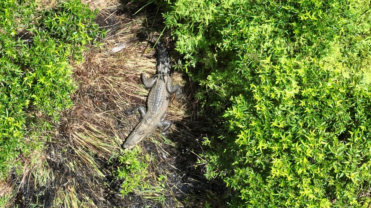 Drone photo of siamese crocodile at nest