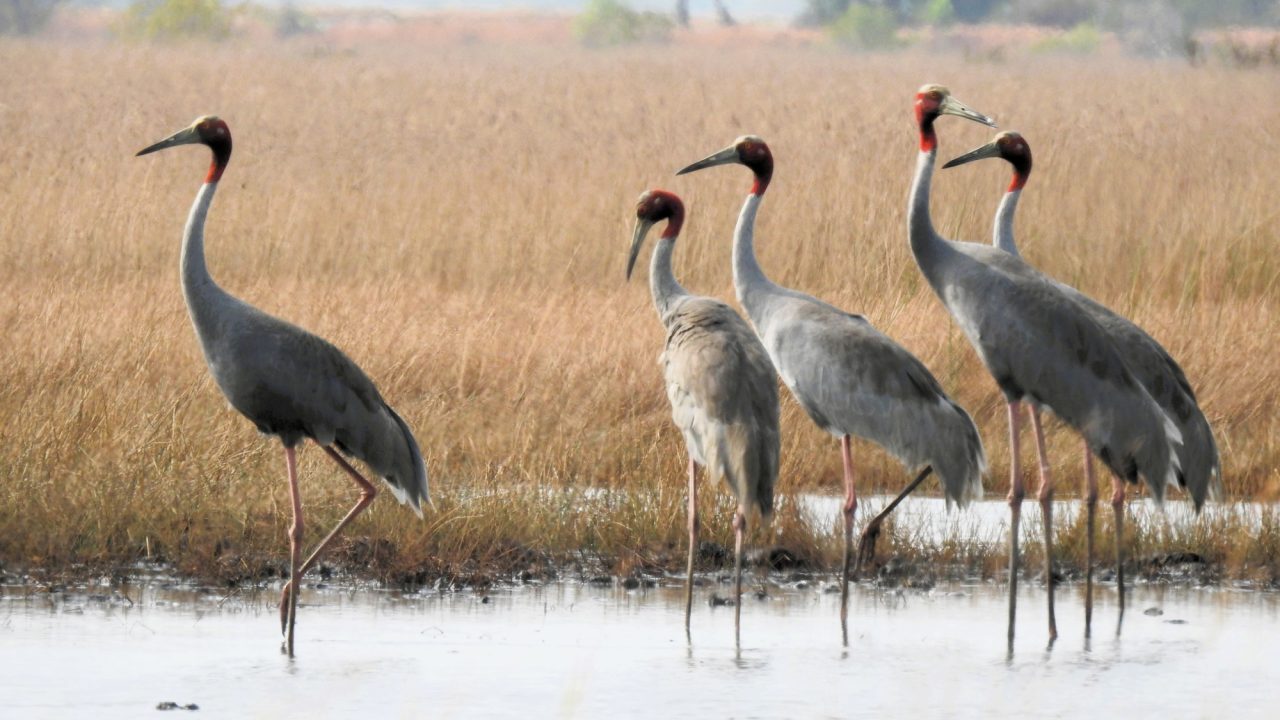 Sarus crane in Anlung Pring Protected Landscape