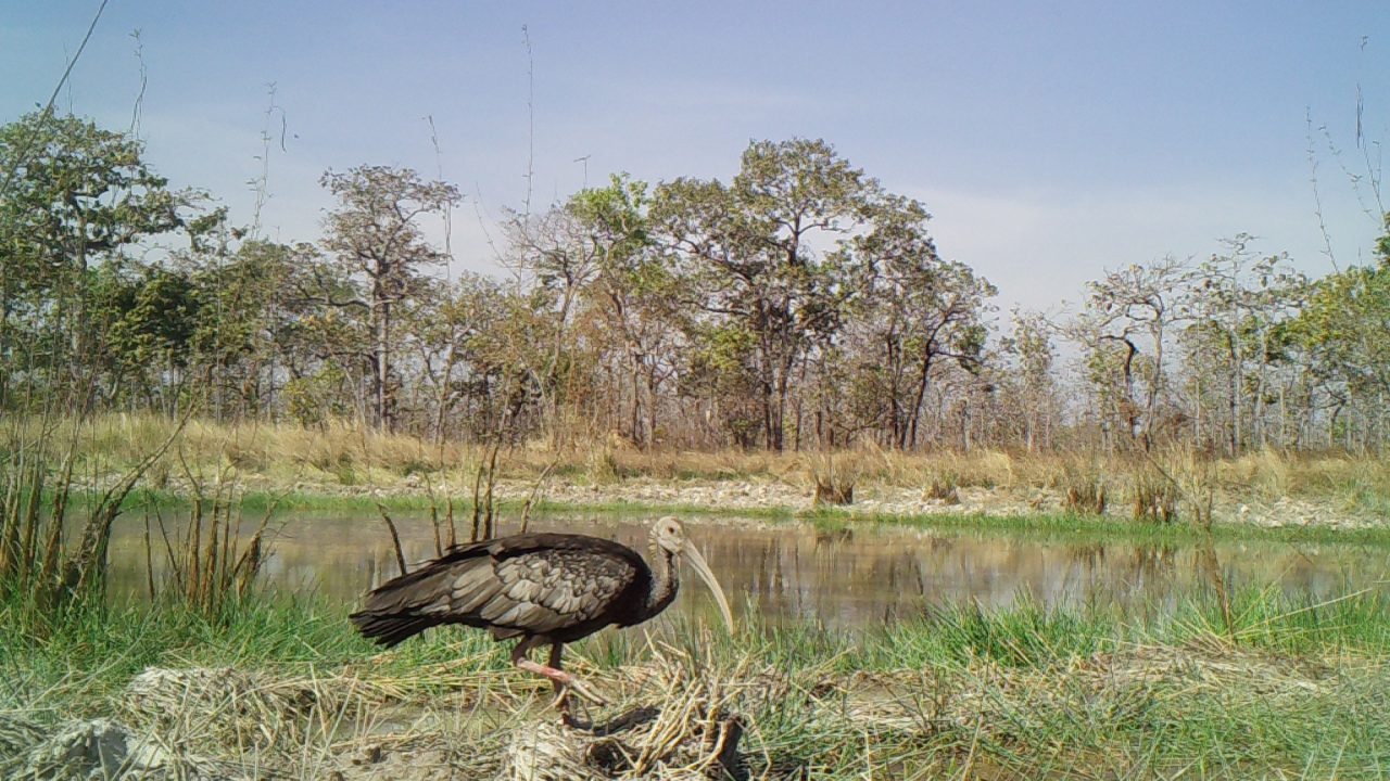 Giant ibis at a restored trapaeng in Lomphat Wildlife Sanctuary
