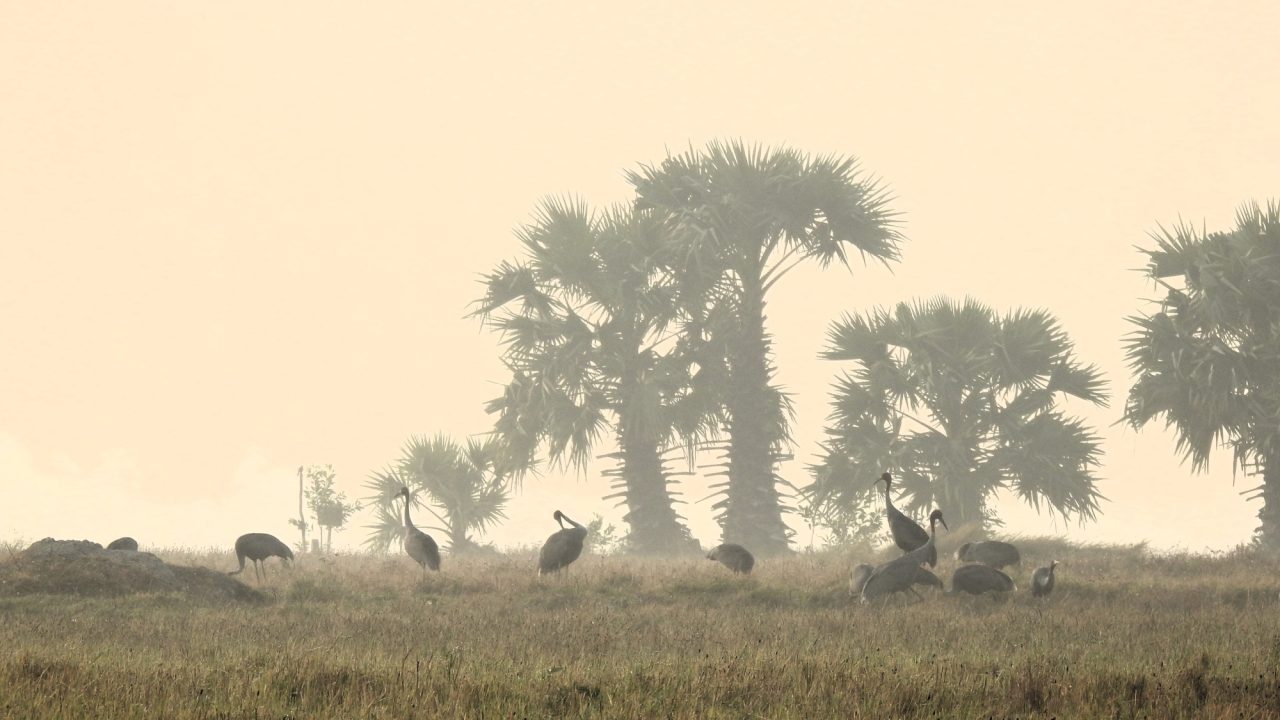 Sarus crane (Grus antigone) in fields growing “Crane Rice” near Anlung Pring Protected Landscape