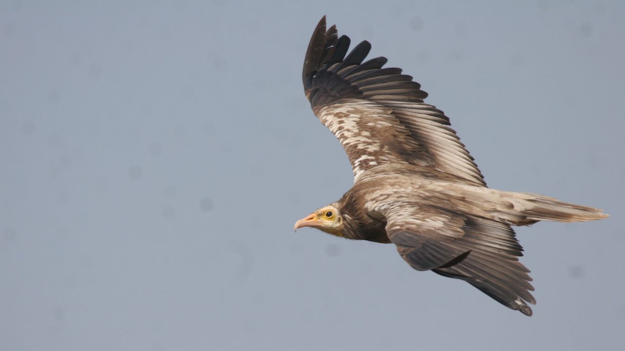 Large vulture, wings outstretched, mid-flight.