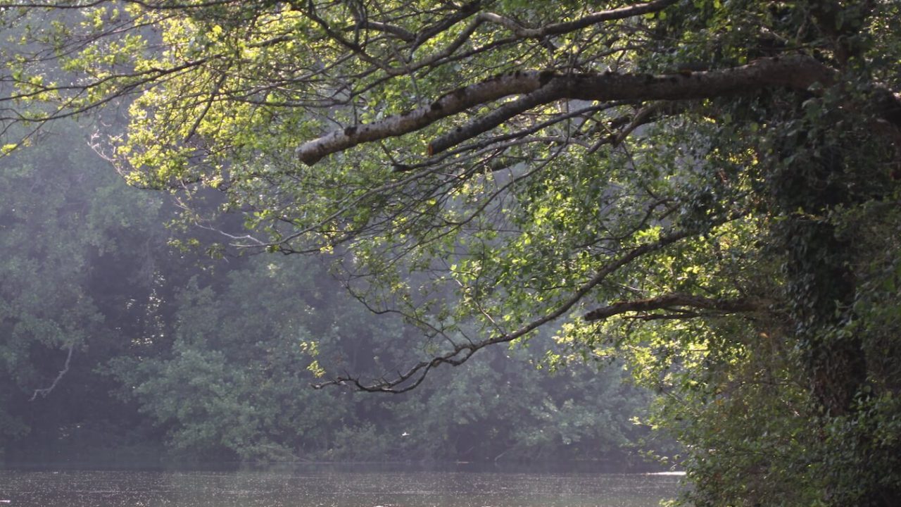 Tree leaning over water.