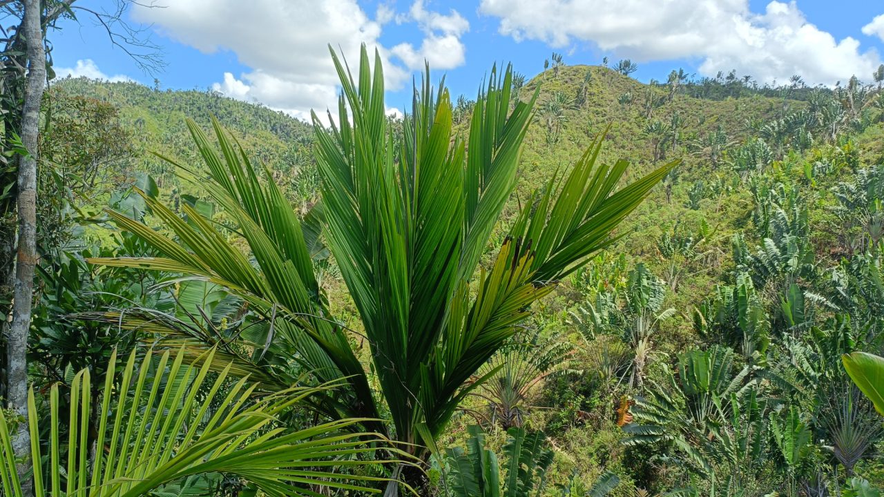 Masoala kona, ugrožena vrsta palme, u zaštićenom području Ranomafana, Madagaskar