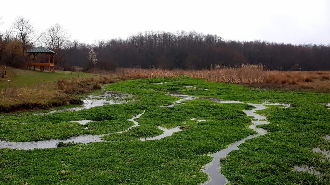 Wetland
