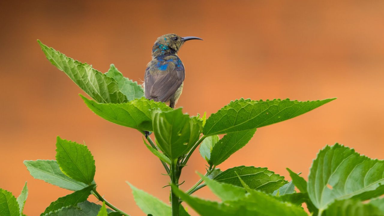 Gray and blue bird sitting atop green plant.