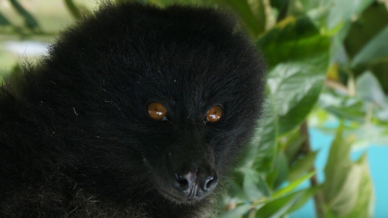 Close-up of black monkey with brown eyes.