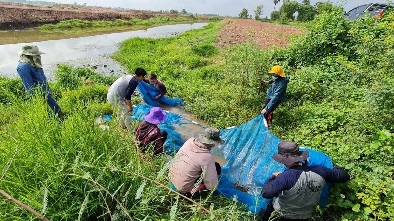 Conducting surveys for Sompongs's Rasbora in floodplain