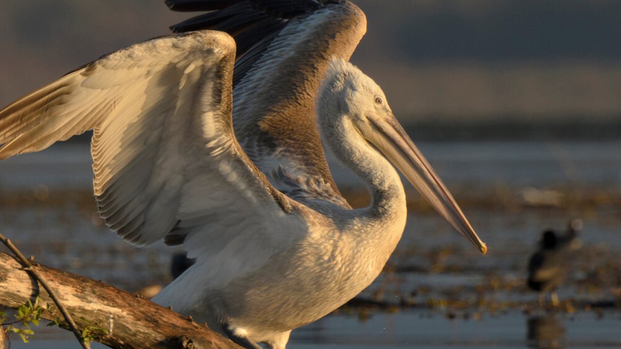 Close-up of Dalmatian pelican spreading his wings, on branch atop water.