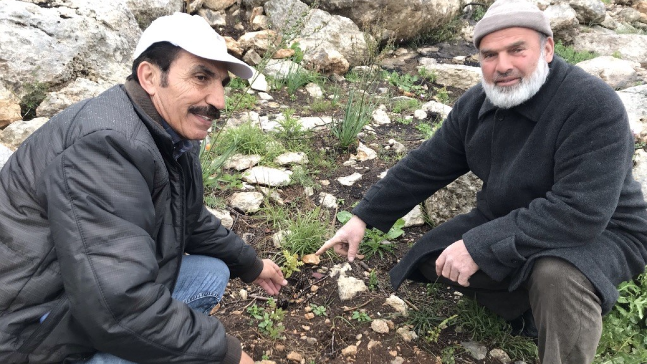 Farmers replanting sumac trees on rehabilitated terraces, Hebron area, Palestine