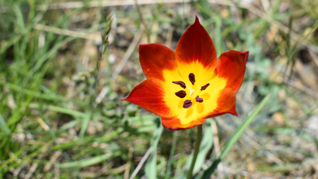 Albanian tulip (Tulipa albanica), Albania.