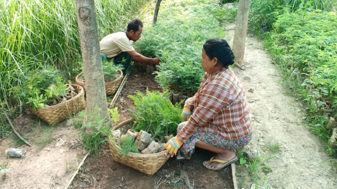 Woman and man plant tree seedlings in nursery.