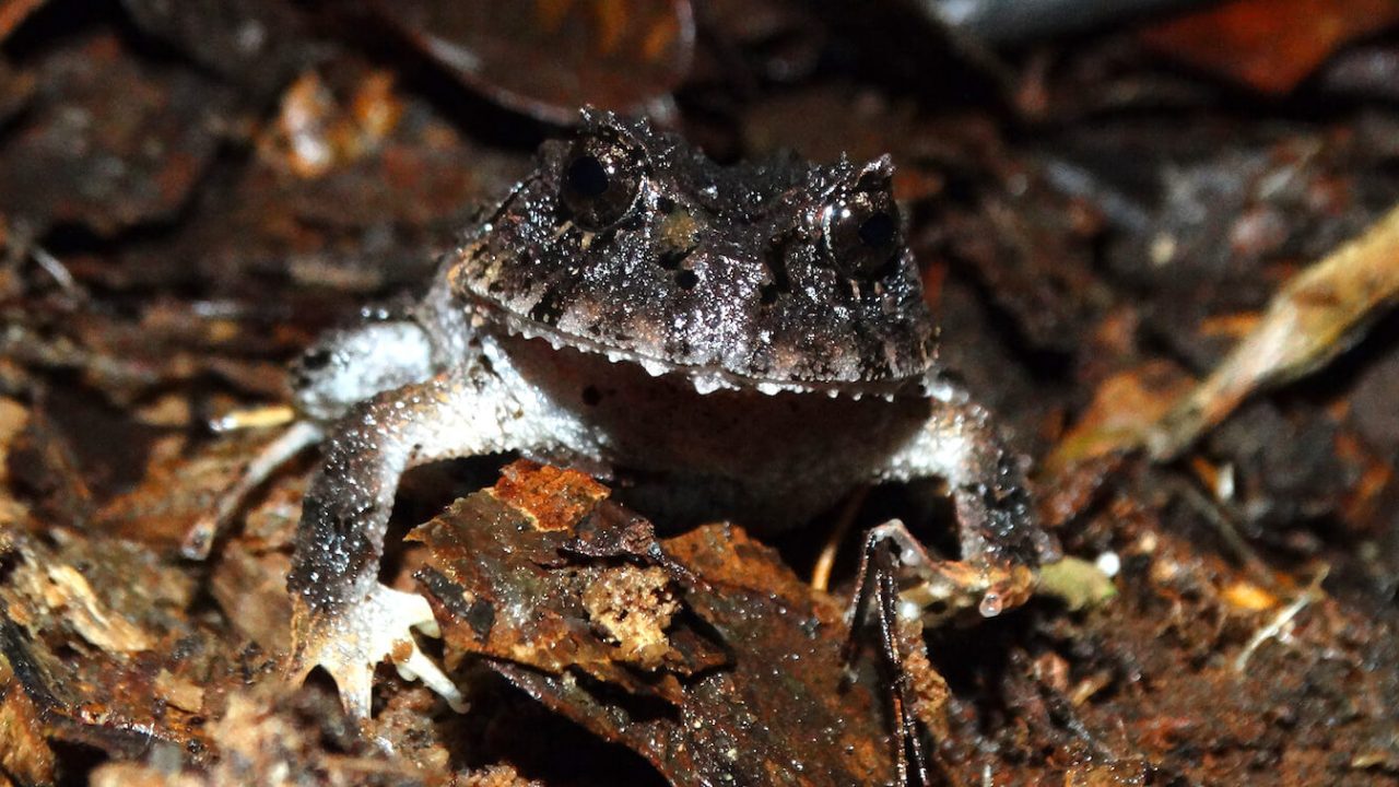 Close-up of black frog with white underbelly.
