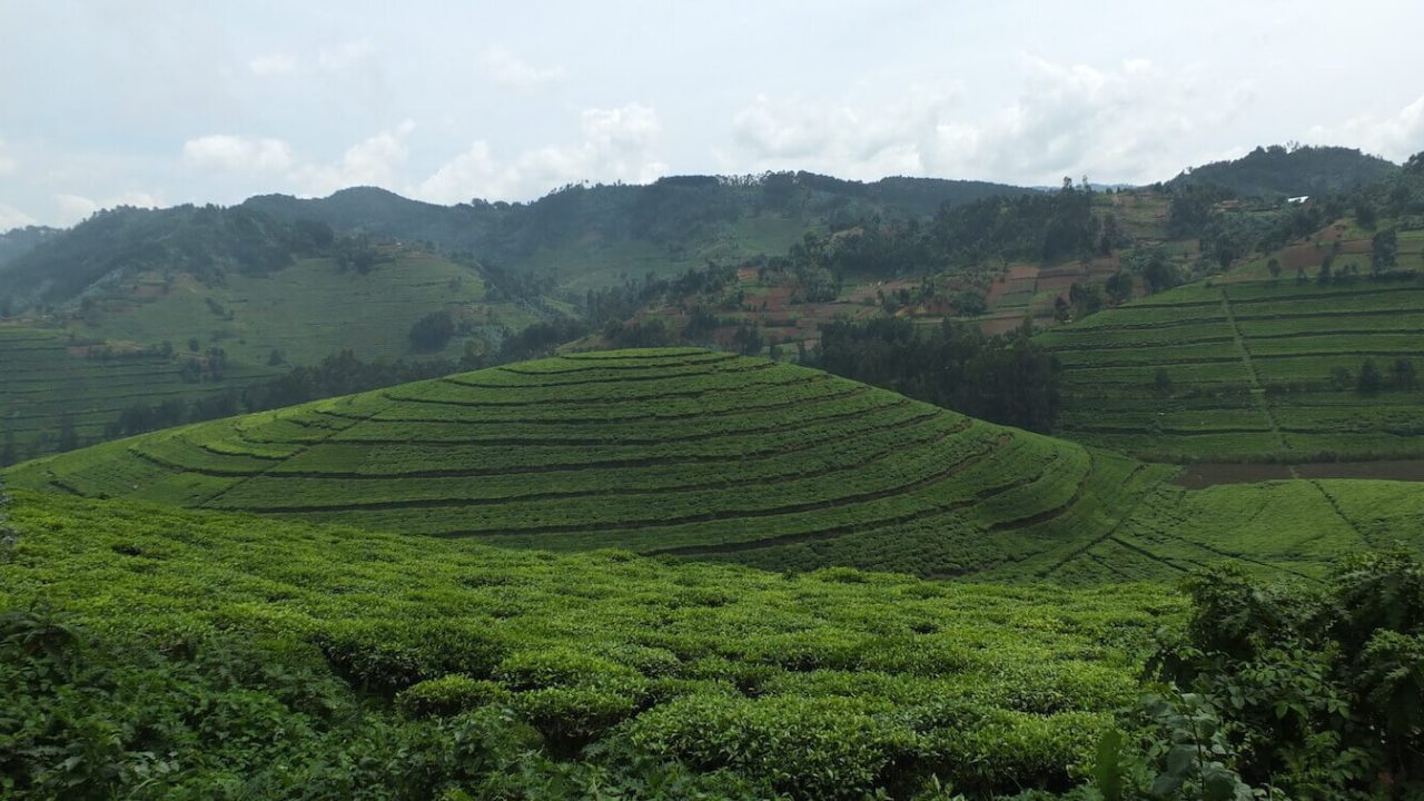 High-up view of tea plantation with forest in background.