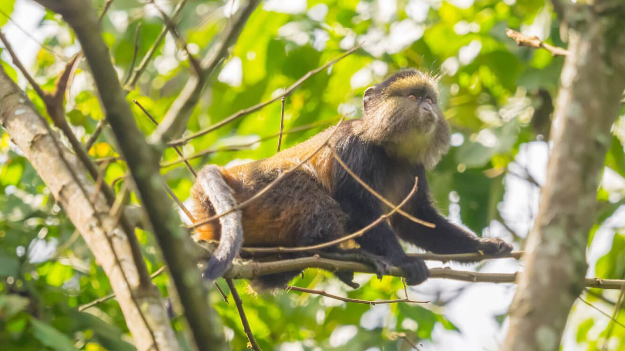 Close-up of golden monkey up in tree.
