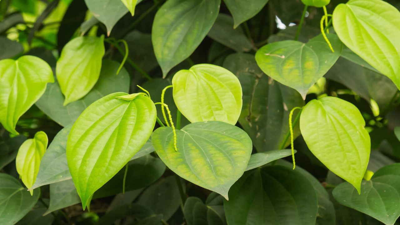 close-up of green leaves.