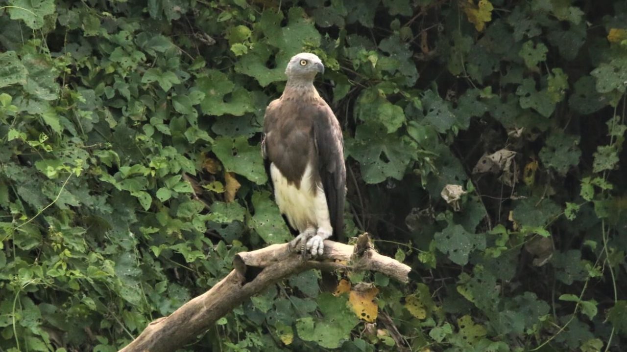 Brown-and-white eagle standing on part of dead tree.