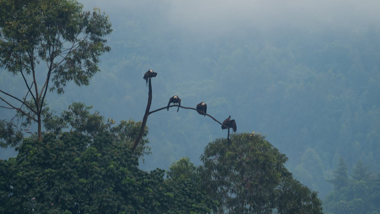 Four hooded vultures sitting on a high tree branch.