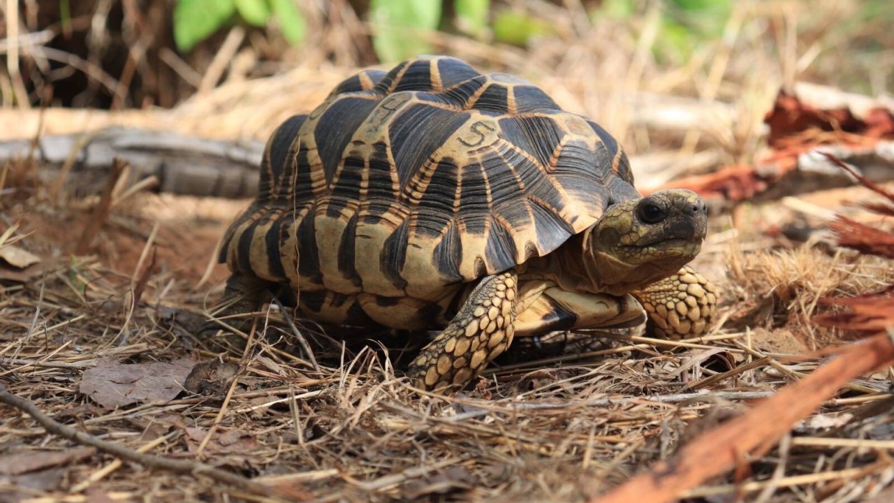 Burmese star tortoise. © Myo Min Win