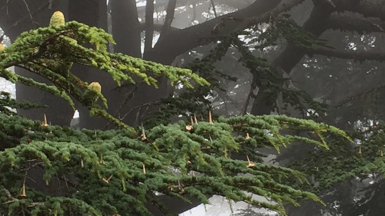 Cedrus libani (Lebanese cedar)