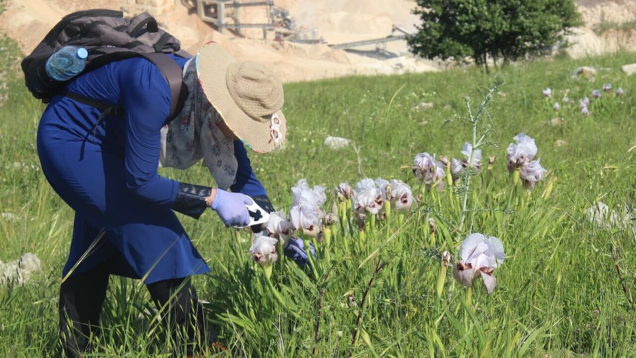 Woman bending down, clipping a white-and-purple iris out of a dozen or so.