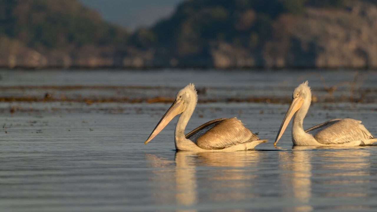 Two large pelicans on lake.