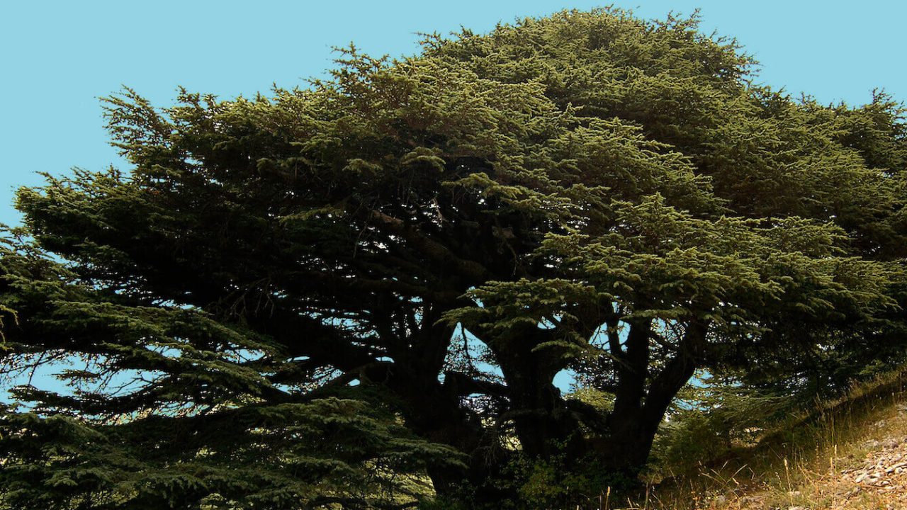 Large cedar tree on sloping hill.