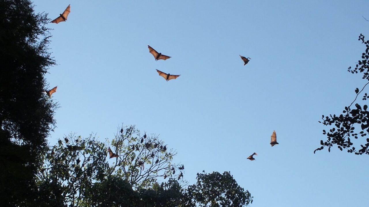 Six flying foxes in flight.