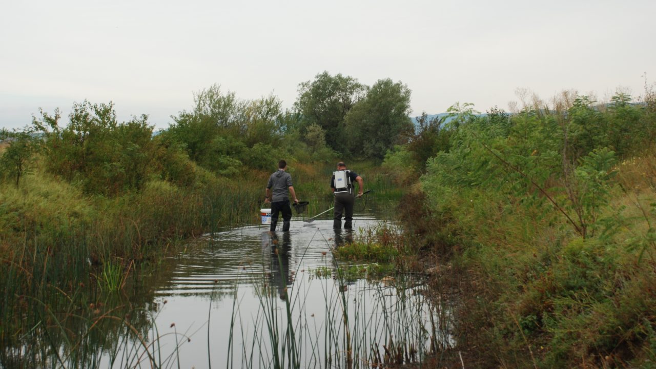 Researchers assessing the population of endemic fish species Phoxinellus pseudalepidotus, Mostar Marsh, Bosnia and Herzegovina.