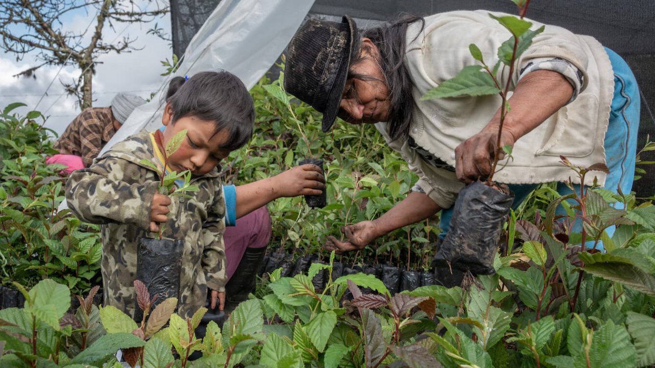 Women and small boy in community plant nursery.