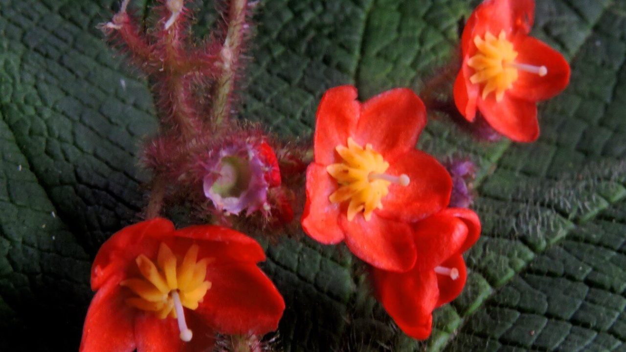 Close-up of small, delicate red flowers with large, deep-green leaves.
