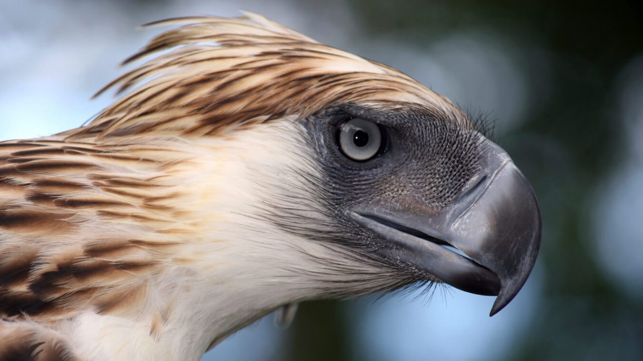 Close-up of eagle's face.