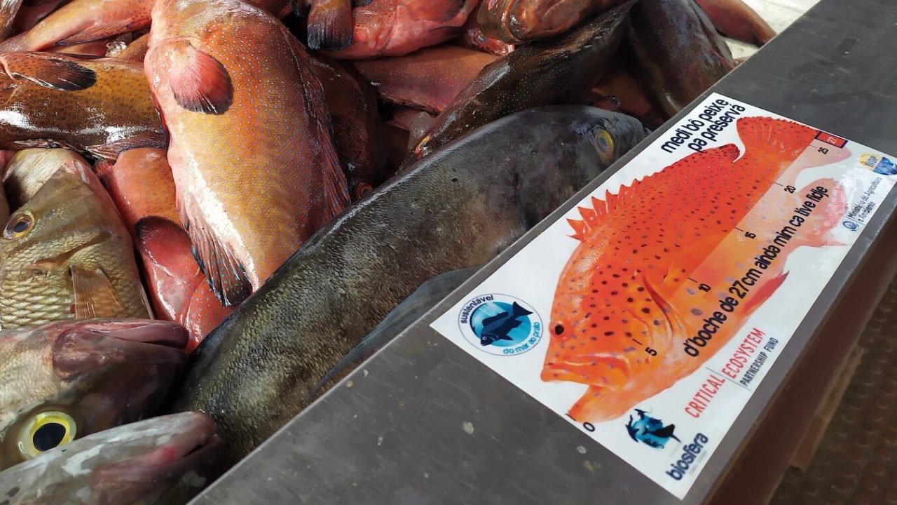 Dead, red fish in a bin with sign showing necessary size of sustainable grouper.