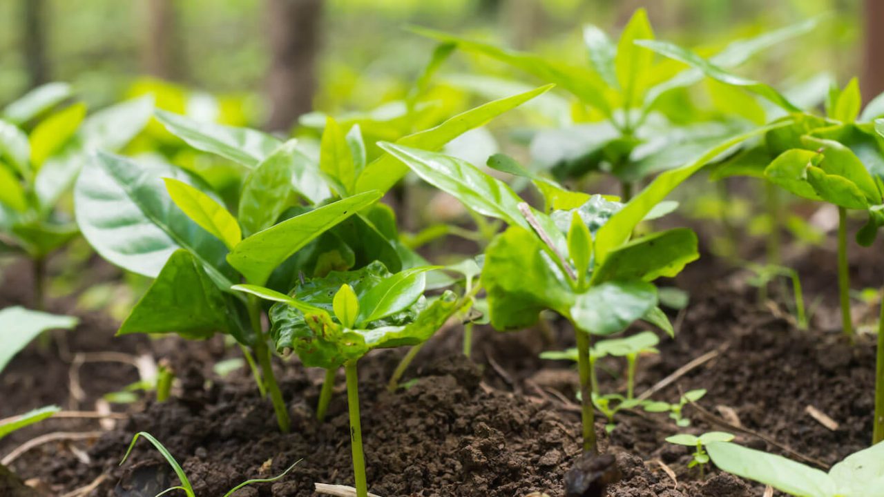 Close-up of green plants close to the ground.