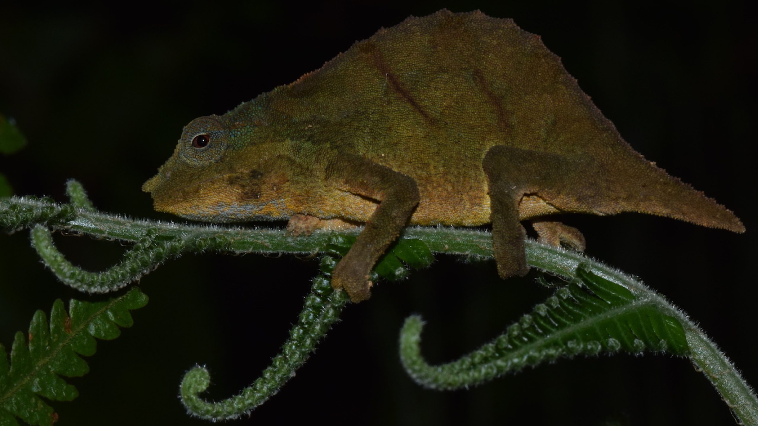 Mount Inago Identify New Eastern Afromontane Key Biodiversity Areas (Ribáuè and ...