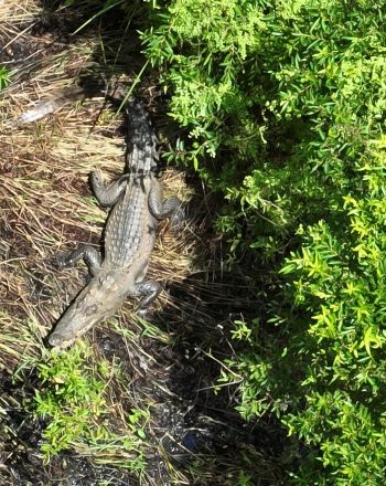 Drone photo of siamese crocodile at nest