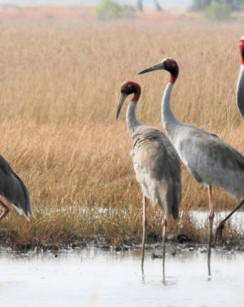 Sarus crane in Anlung Pring Protected Landscape
