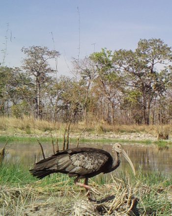 Giant ibis at a restored trapaeng in Lomphat Wildlife Sanctuary