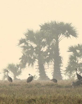 Sarus crane (Grus antigone) in fields growing “Crane Rice” near Anlung Pring Protected Landscape