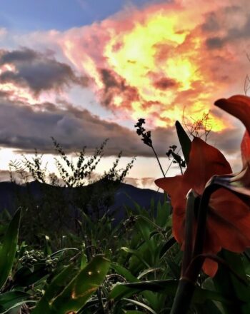 Vista with sunrise or sunset, striking red flower in the foreground.