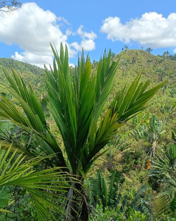 Masoala kona, una specie di palma in via di estinzione, in l'area prutetta Ranomafana, Madagascar
