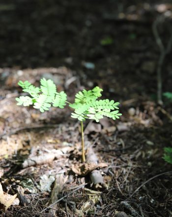 Piantine di Delonix velutina in furesta