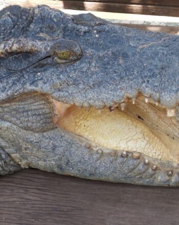 Close-up of crocodile's head with mouth open.