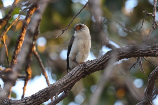 เหยี่ยวหางขาว (Neohierax insignis)