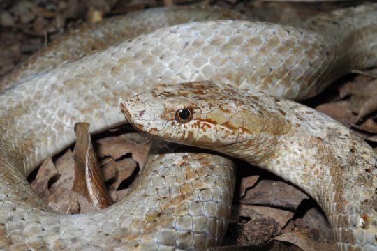 A photo of the Critically Endangered snake species Antiguan racer.